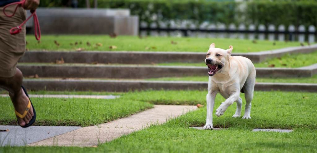 dog chasing owner