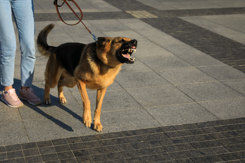 aggressive dog barking