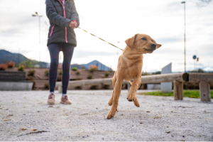 golden retriever on leash pulling