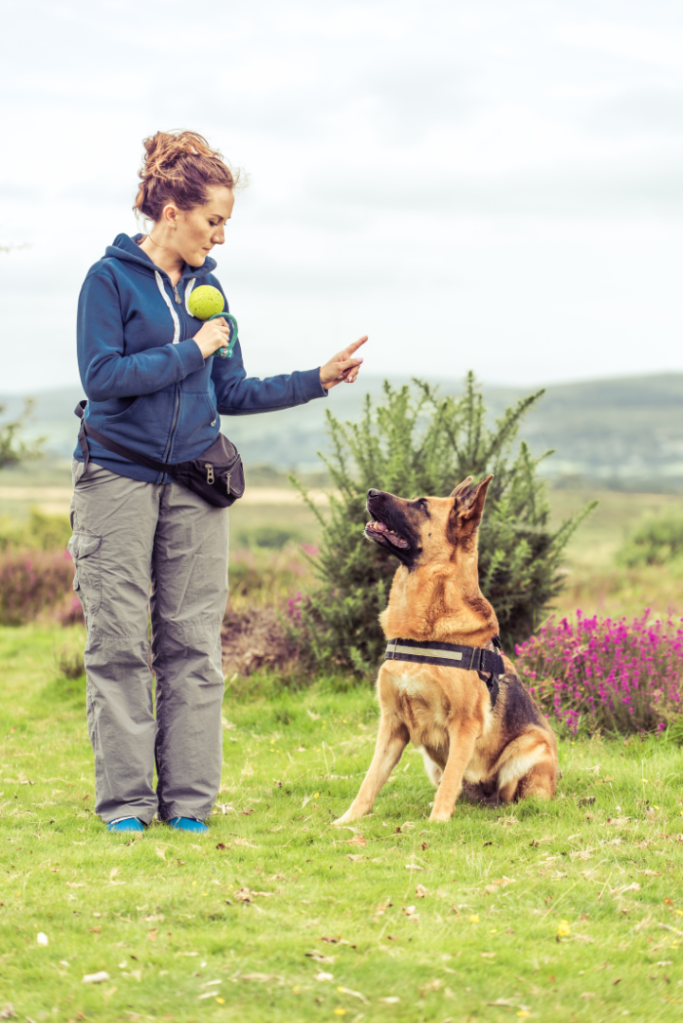 bubble dog trainer with german shepherd