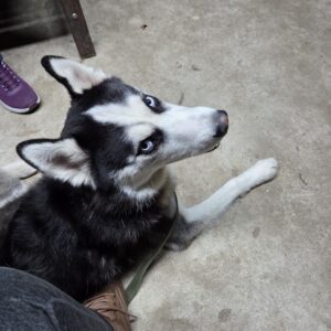 Custom 2-week board&train (Max)